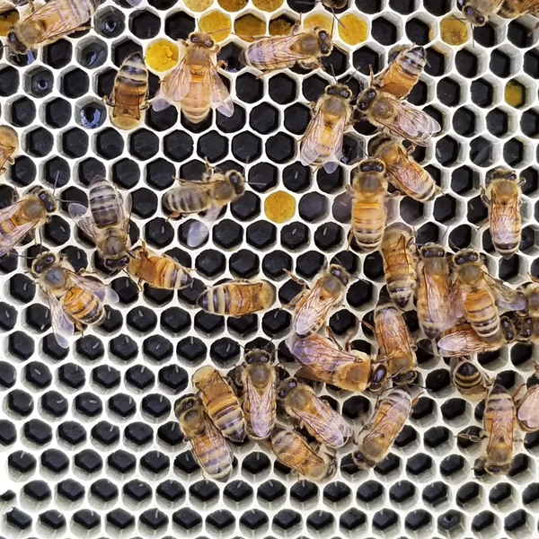 5-Frame Complete, Deep 9 5/8-inch Box with Frames and Foundation