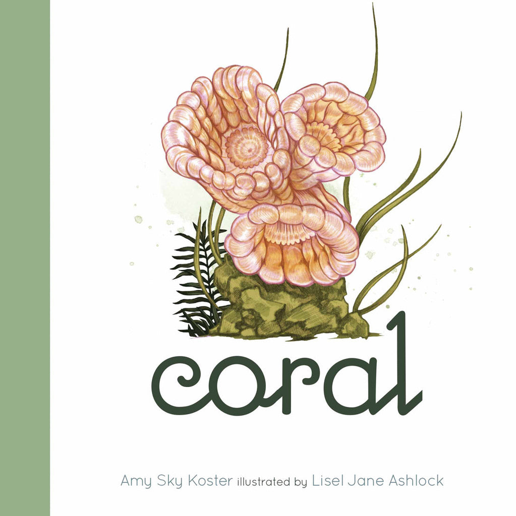 Coral by The Creative Company Shop