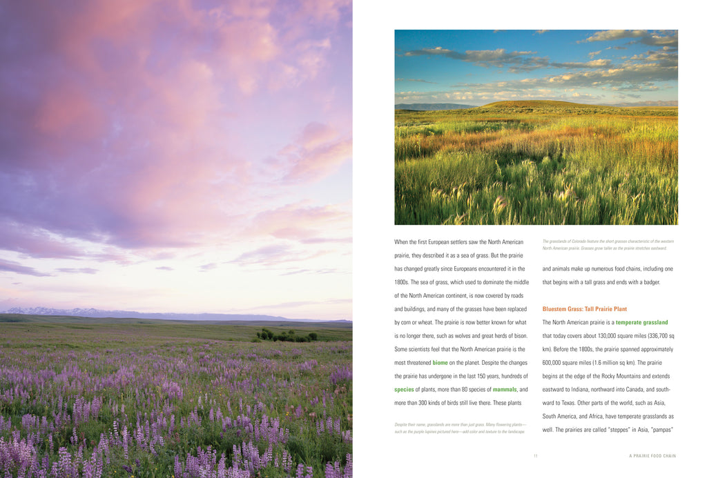 Nature's Bounty: A Prairie Food Chain by The Creative Company Shop