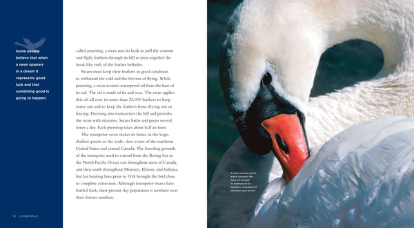 Living Wild - Classic Edition: Swans by The Creative Company Shop