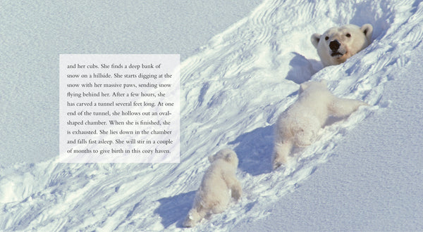 Living Wild - Classic Edition: Polar Bears by The Creative Company Shop