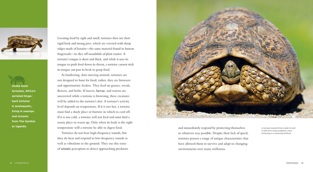 Living Wild - Classic Edition: Tortoises by The Creative Company Shop