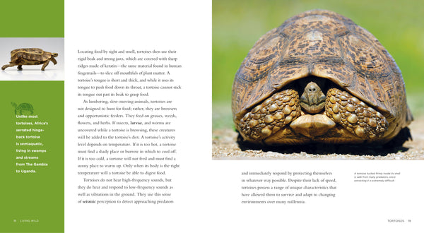 Living Wild - Classic Edition: Tortoises by The Creative Company Shop