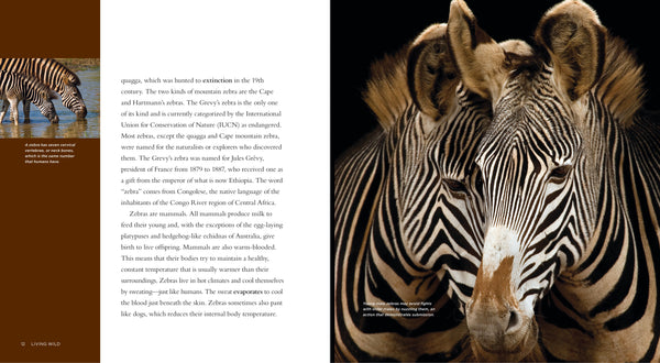 Living Wild - Classic Edition: Zebras by The Creative Company Shop