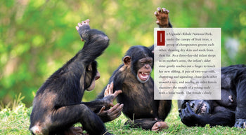 Living Wild - Classic Edition: Chimpanzees by The Creative Company Shop