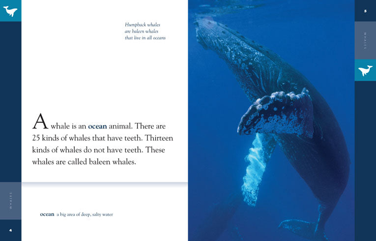 Amazing Animals (2014): Whales by The Creative Company Shop