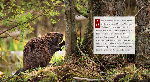 Living Wild - Classic Edition: Beavers by The Creative Company Shop