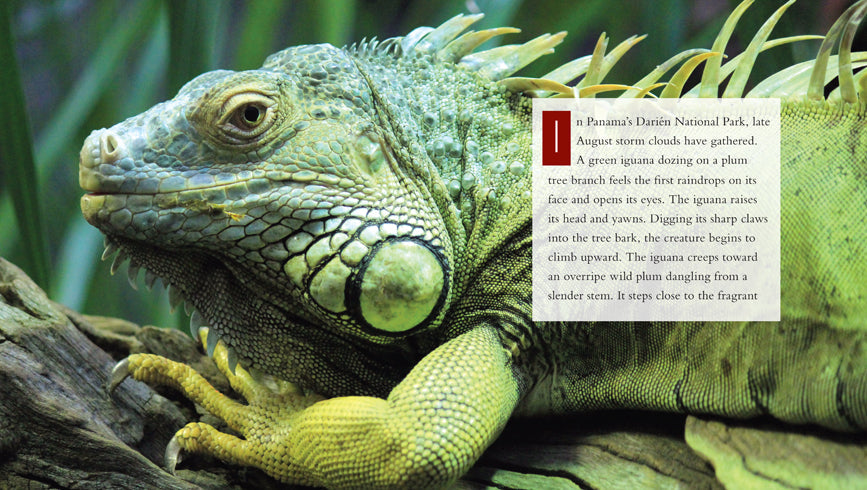 Living Wild - Classic Edition: Iguanas by The Creative Company Shop
