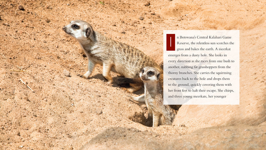 Living Wild - Classic Edition: Meerkats by The Creative Company Shop