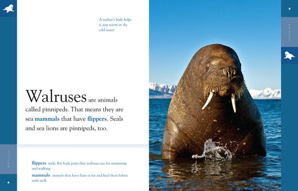 Amazing Animals (2014): Walruses by The Creative Company Shop