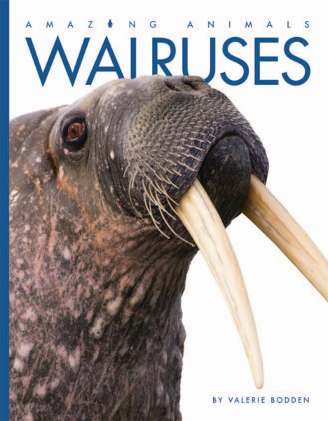 Amazing Animals (2014): Walruses by The Creative Company Shop