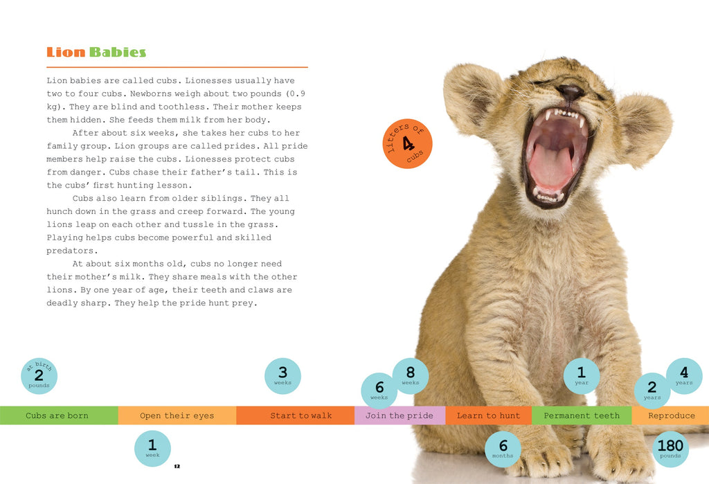 X-Books: Predators: Lions by The Creative Company Shop