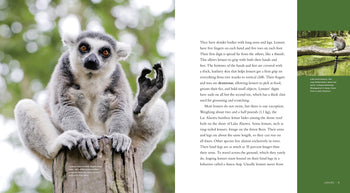 Living Wild - Classic Edition: Lemurs by The Creative Company Shop