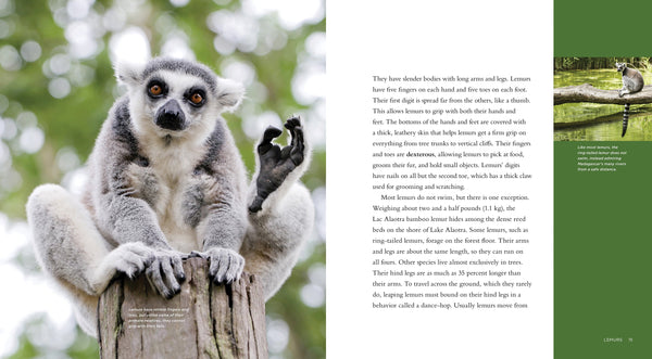 Living Wild - Classic Edition: Lemurs by The Creative Company Shop