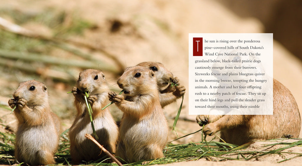 Living Wild - Classic Edition: Prairie Dogs by The Creative Company Shop