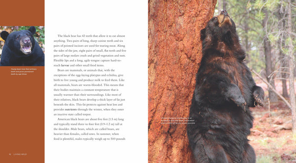 Living Wild - Classic Edition: Black Bears by The Creative Company Shop