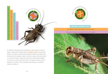 X-Books: Insects: Crickets by The Creative Company Shop