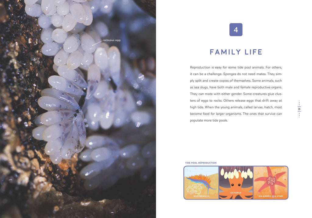 Down in the Ocean: Tide Pool Treasures by The Creative Company Shop