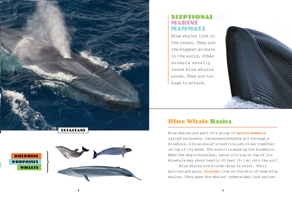 X-Books: Marine Mammals: Blue Whales by The Creative Company Shop