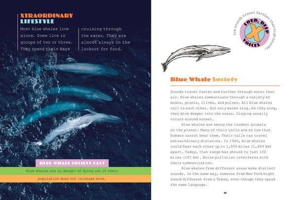 X-Books: Marine Mammals: Blue Whales by The Creative Company Shop