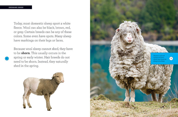 Grow with Me: Sheep by The Creative Company Shop
