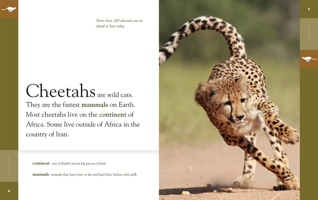 Amazing Animals (2022): Cheetahs by The Creative Company Shop