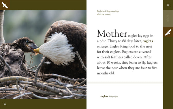 Amazing Animals (2022): Eagles by The Creative Company Shop