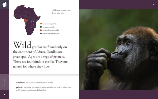 Amazing Animals (2022): Gorillas by The Creative Company Shop
