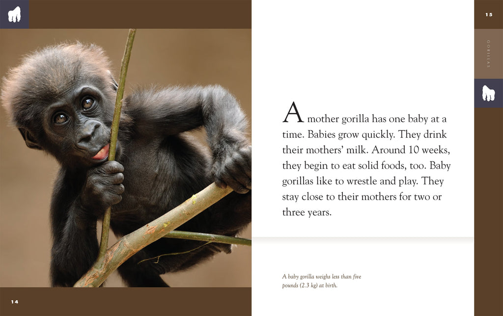 Amazing Animals (2022): Gorillas by The Creative Company Shop