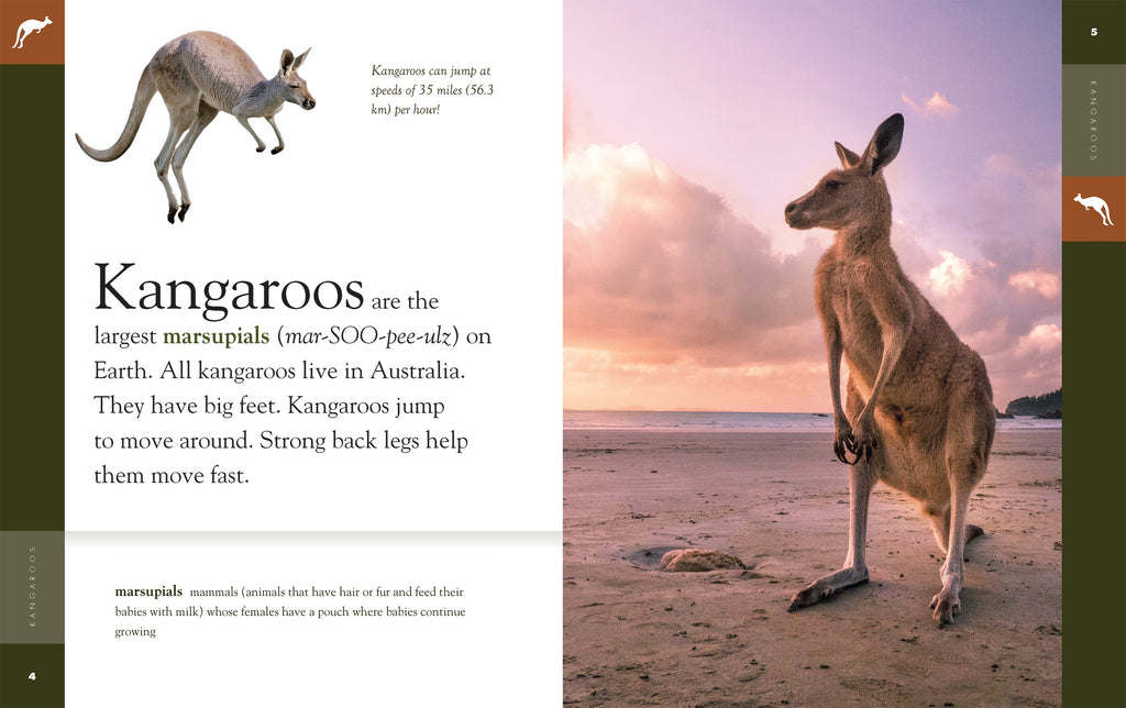Amazing Animals (2022): Kangaroos by The Creative Company Shop