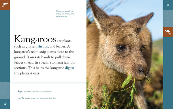 Amazing Animals (2022): Kangaroos by The Creative Company Shop