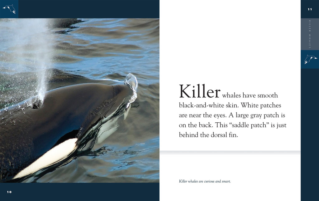 Amazing Animals (2022): Killer Whales by The Creative Company Shop