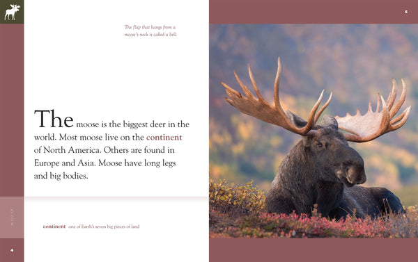 Amazing Animals (2022): Moose by The Creative Company Shop