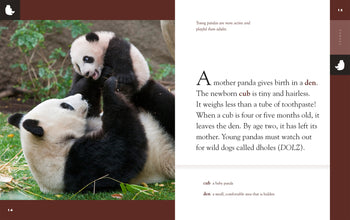 Amazing Animals (2022): Pandas by The Creative Company Shop