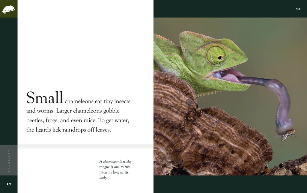 Amazing Animals (2022): Chameleons by The Creative Company Shop