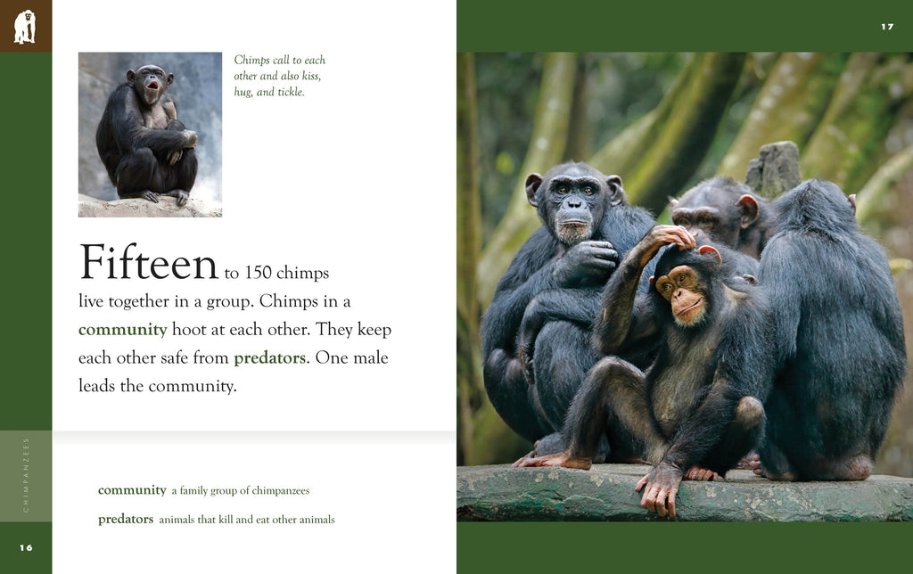 Amazing Animals (2022): Chimpanzees by The Creative Company Shop