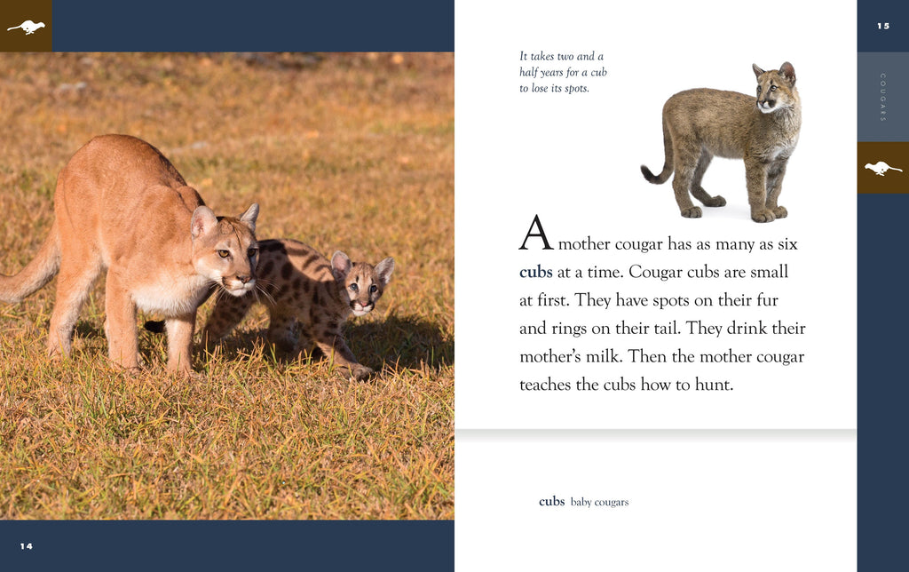 Amazing Animals (2022): Cougars by The Creative Company Shop
