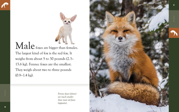 Amazing Animals (2022): Foxes by The Creative Company Shop