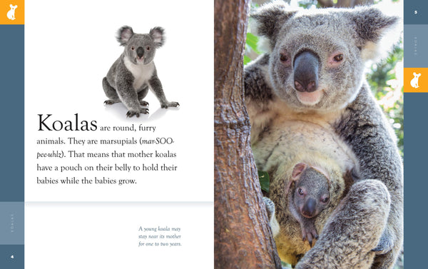 Amazing Animals (2022): Koalas by The Creative Company Shop