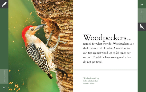 Amazing Animals (2022): Woodpeckers by The Creative Company Shop