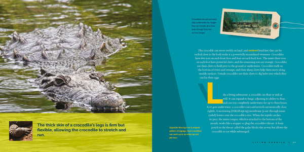 Living Wild (2024): Crocodiles by The Creative Company Shop