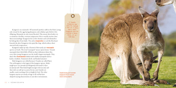 Living Wild (2024): Kangaroos by The Creative Company Shop