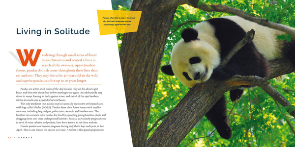 Living Wild (2024): Pandas by The Creative Company Shop