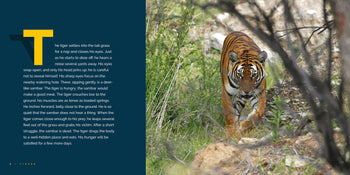 Living Wild (2024): Tigers by The Creative Company Shop