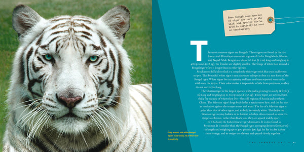 Living Wild (2024): Tigers by The Creative Company Shop