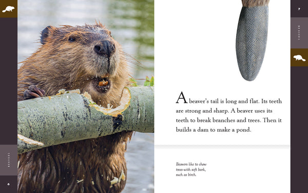 Amazing Animals (2022): Beavers by The Creative Company Shop