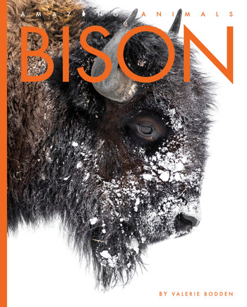 Amazing Animals (2022): Bison by The Creative Company Shop
