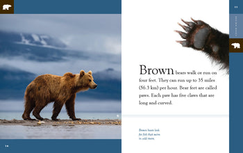 Amazing Animals (2022): Brown Bears by The Creative Company Shop