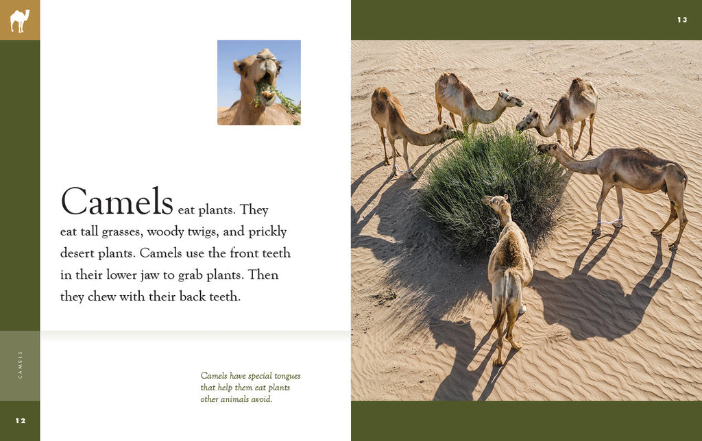 Amazing Animals (2022): Camels by The Creative Company Shop