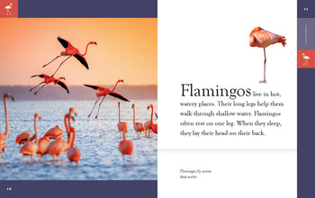 Amazing Animals (2022): Flamingos by The Creative Company Shop